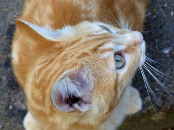 Close-up of cat on field