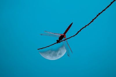 Low angle view of bird flying against clear blue sky