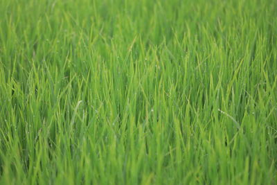 Full frame shot of crops growing on field