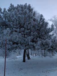 Trees on snow covered field against sky