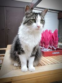 Portrait of cat sitting on table