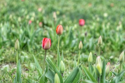 Close-up of red flowering plant on field