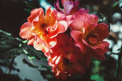 Close-up of pink flowering plant