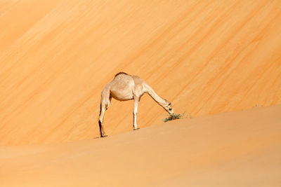 View of an animal on sand