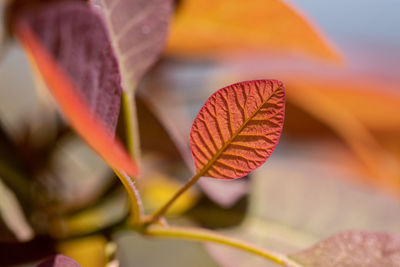 Close-up of autumnal leaves