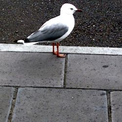 Close-up of birds