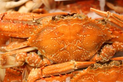 dungeness crab