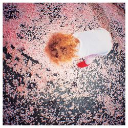 Close-up of flowers against blurred background
