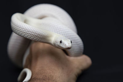 Close-up of a hand holding a lizard