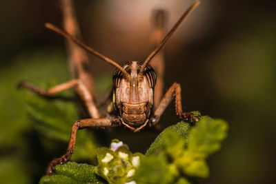 Close-up of insect
