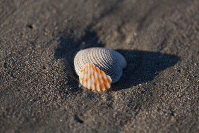 Close-up of shell on ground