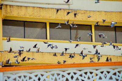 Pigeons flying against building
