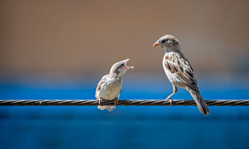 Newly born, hungry baby sparrow barely balancing on wire expecting food from parents.