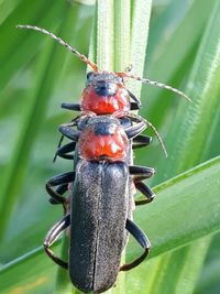 Close-up of insect on plant