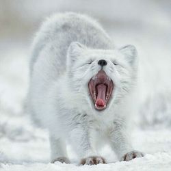 Close-up of arctic fox yawning while standing on snow