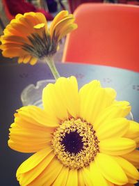 Close-up of yellow flower