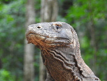 Close-up side view of a reptile