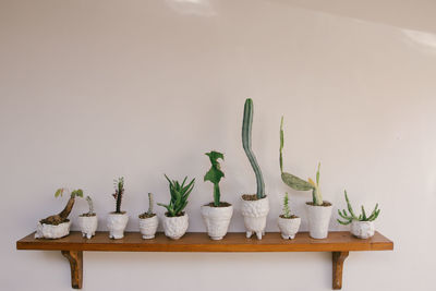 Potted plant on table against white wall