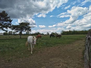 Horses in a field