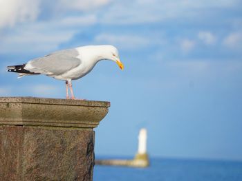 Seagull perching on wooden post