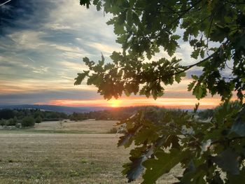 Trees on field against sky during sunset