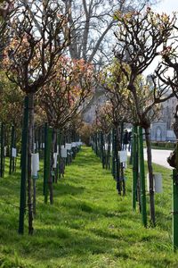 View of flowering trees in cemetery