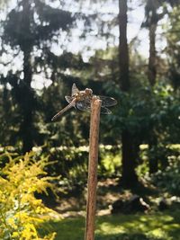 Close-up of lizard on tree in forest