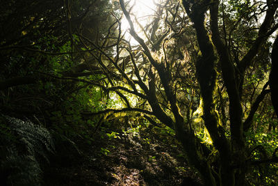 Low angle view of trees in forest