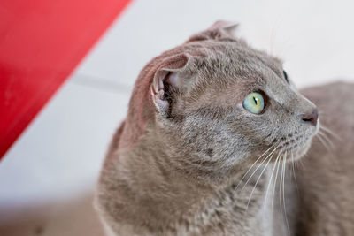 Close-up portrait of cat