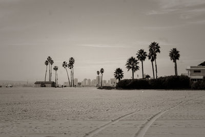 Palm trees on beach against sky