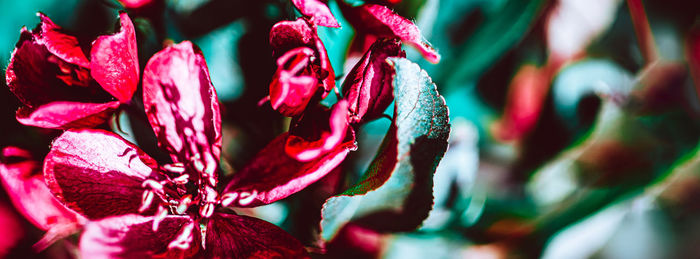 Close-up of red flowering plant