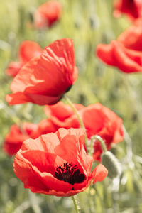 Close-up of red poppy flower