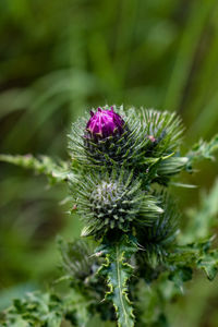 Close-up of thistle flower