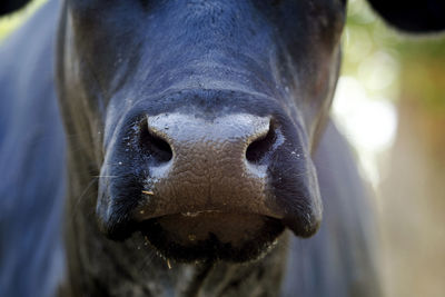 Close-up of a horse