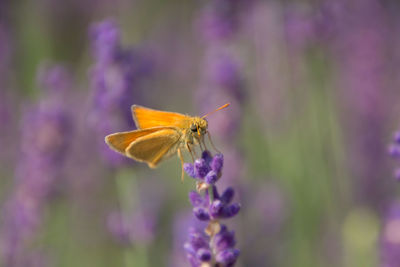 Close-up of butterfly pollinating on purple flower