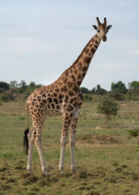 Baringo giraffe,giraffa camelopardalis, murchison falls national park, uganda