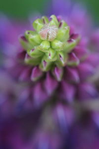 Close-up of pink flower