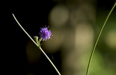 Close-up of purple flowering plant