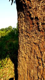 Close-up of tree trunk