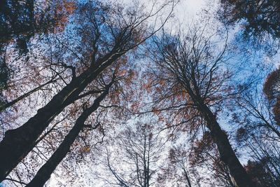 Low angle view of trees against sky