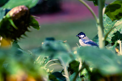 Close-up of bird perching on plant