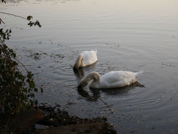 Swan on lake