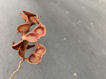 High angle view of wilted plant on street