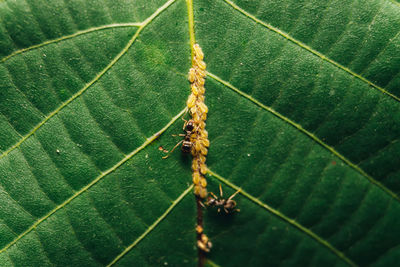 High angle view of plant leaves