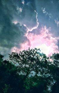 Low angle view of tree against sky