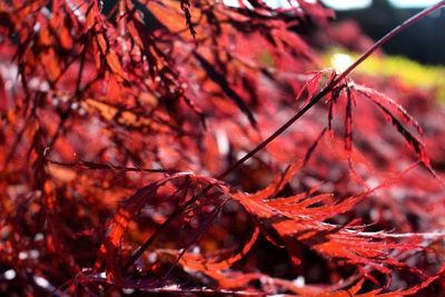 Close-up of leaves on twig