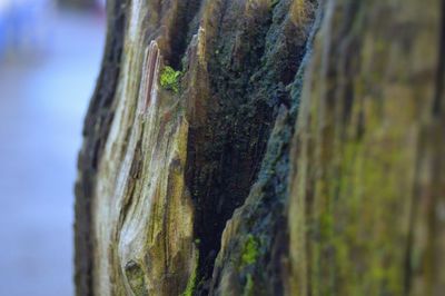 Close-up of tree trunk