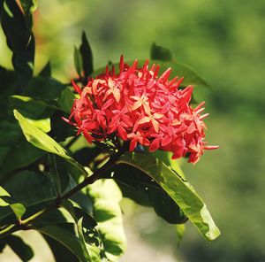 Close-up of red rose flower