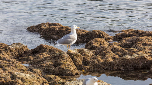 Seagulls perching on rock in sea