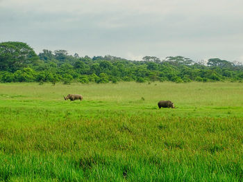 Scenic view of grassy field against sky